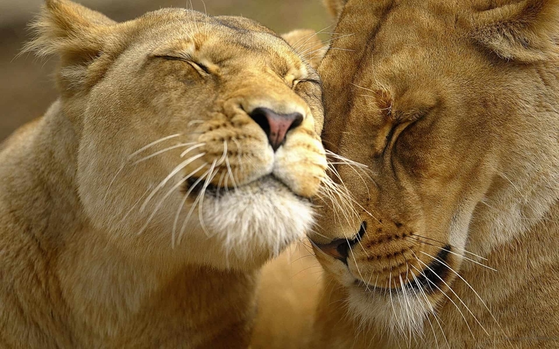 Совместимость лев стрелец в отношениях
