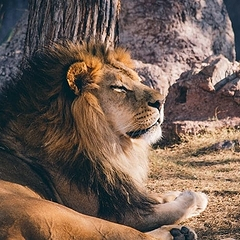 Совместимость Льва с другими знаками Зодиака: кто подходит больше