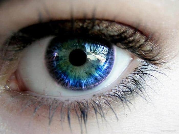 Разноцветные глаза — значение