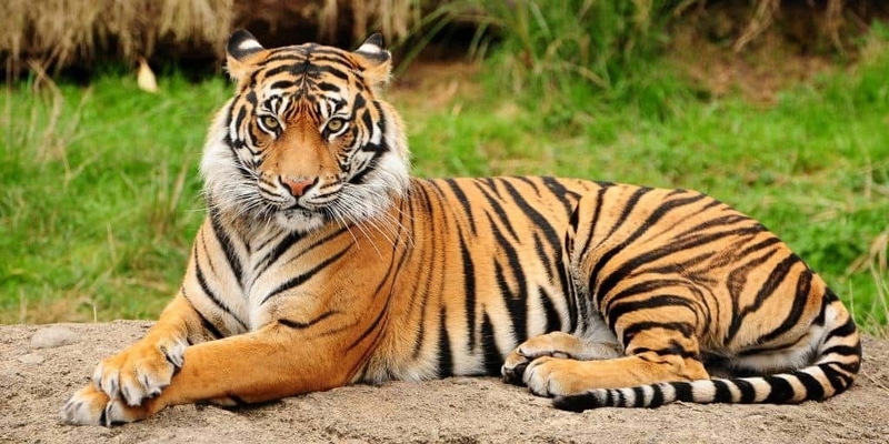 Читра — знак тигрицы