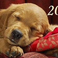 В чём встречать Новый год Земляной Собаки