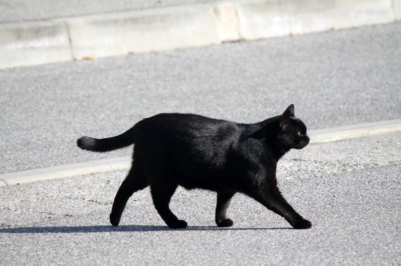 Черная кошка перебежала дорогу