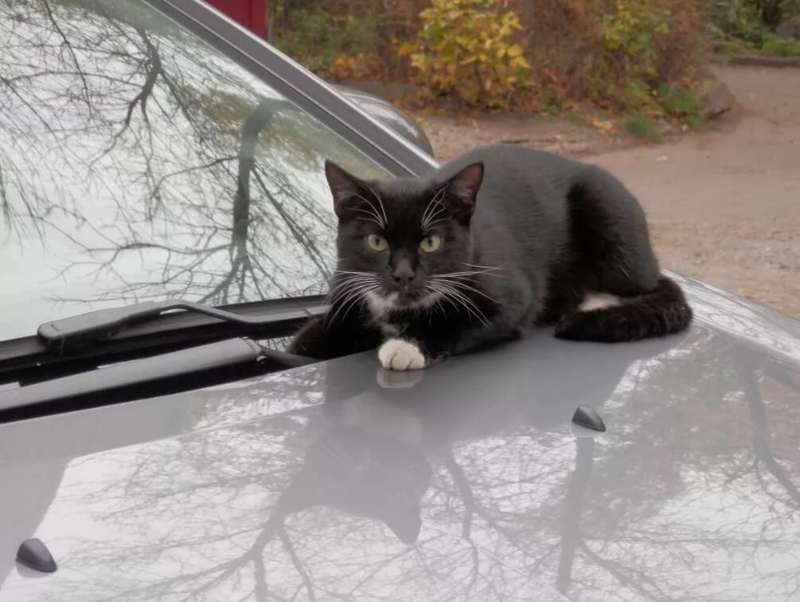 Кот на машине