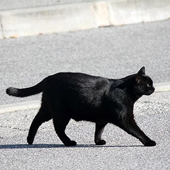Черная кошка перебежала дорогу: ждать беды или готовиться к счастью