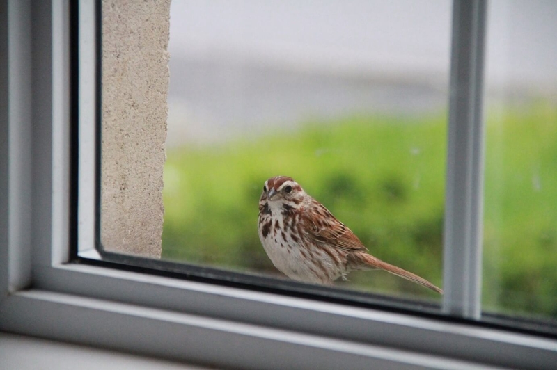 Птица смотрит в окно