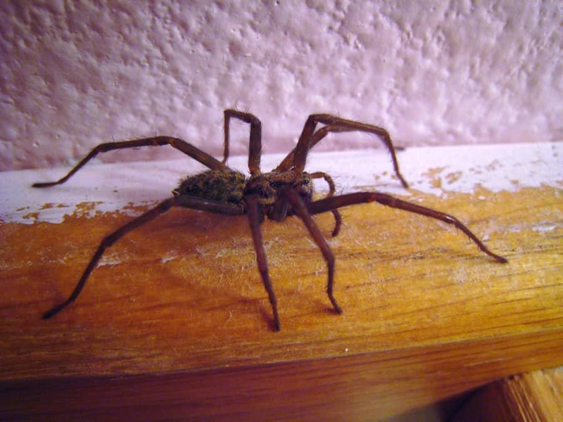 Увидеть паука в квартире