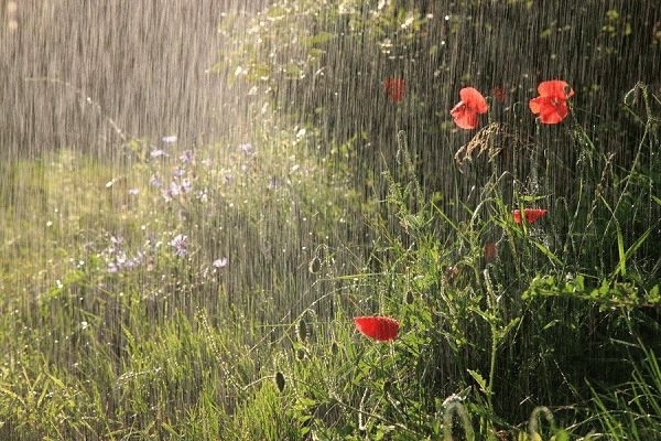 Приметы к дождю по растениям