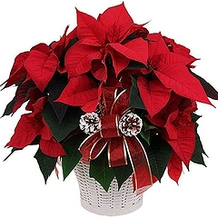Растение Рождественская звезда: цветок с приметами и суевериями для дома