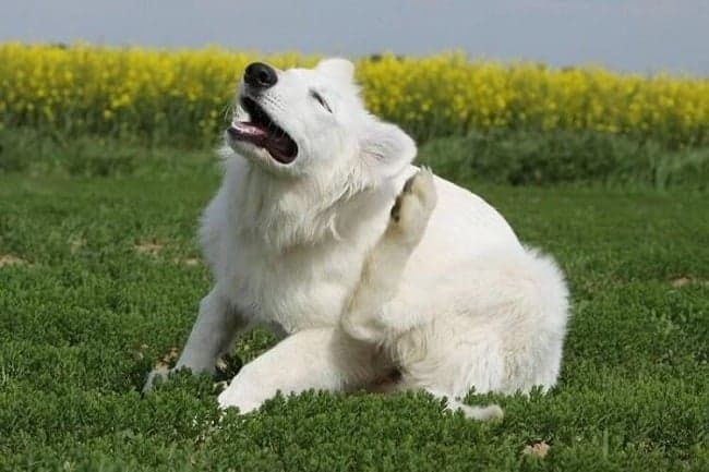 Бела собака