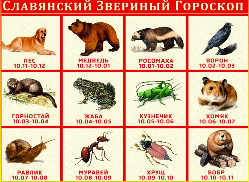 Славянский календарь животных