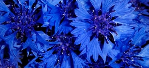 Цветы синего цвета