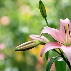 Нежная и величественная лилия: какое значение имеет этот цветок