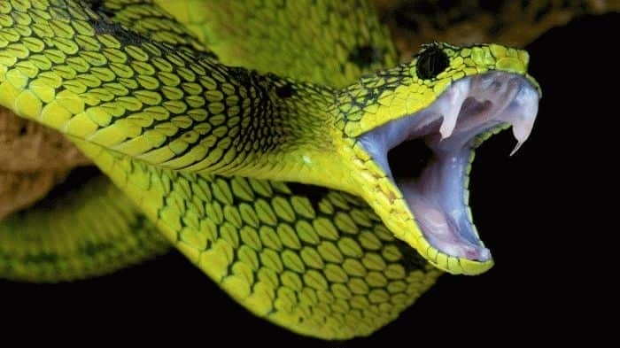 Змея кусает