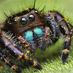 К чему снится паук — большой, черный и мохнатый