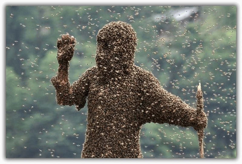 Человек полностью в пчелах