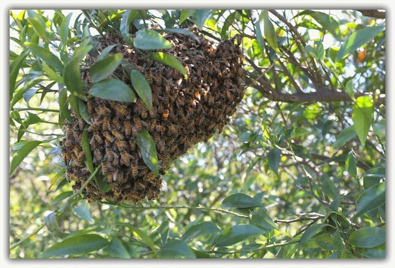 Улей с дикими пчелами