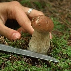 К чему снится собирать в лесу грибы