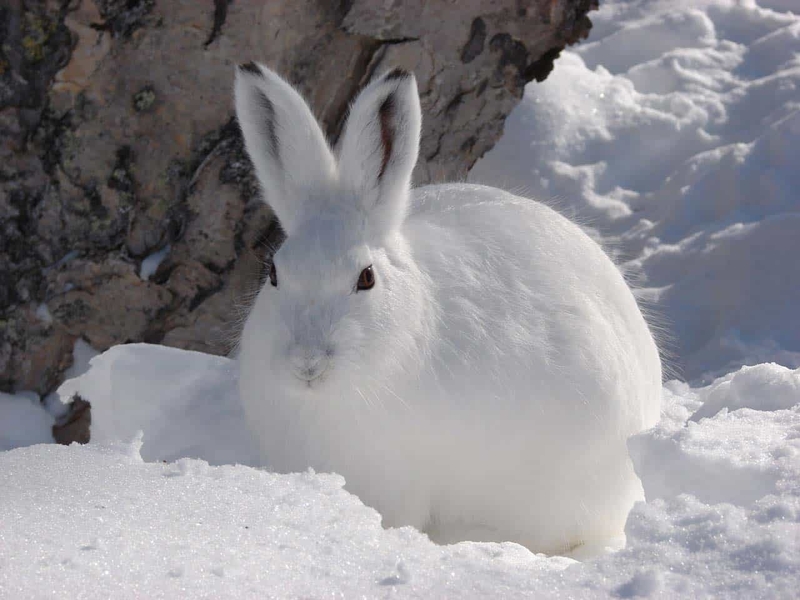 Заяц в снегу