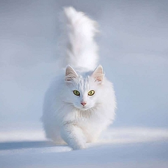 Приснилась белая кошка: трактуем по сонникам