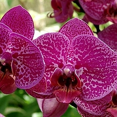 Приснилась орхидея, ждите успехов в делах и любви