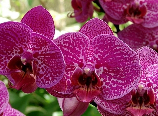 Яркая орхидея