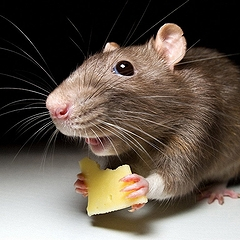 Приснилась живая мышь: толкование по сонникам