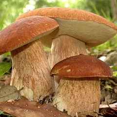 Приснились грибы: толкование по популярным сонникам