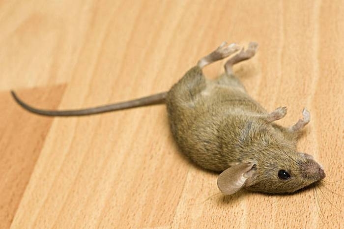 Мышь на полу