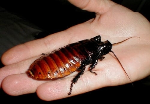 Большой таракан на руке