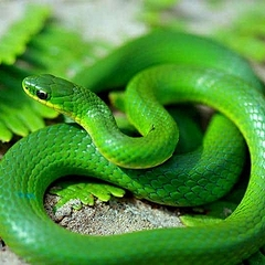 Приснились змеи: трактуем по популярным сонникам