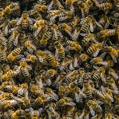 Приснилось много пчел — что это значит по популярным сонникам