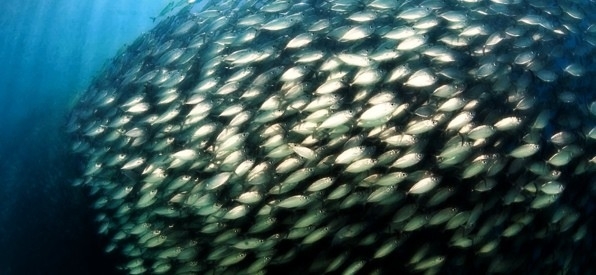 Группа рыб