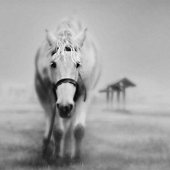 Приснился Белый конь — расшифровка сна
