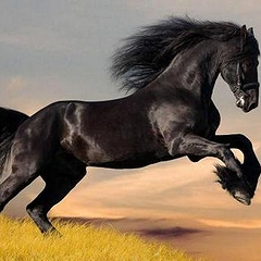 Увидели во сне черного коня, что он символизирует, расскажут сонники