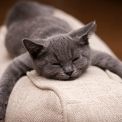 Видеть серого кота во сне — толкование по разным сонников