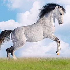 Во сне белая лошадь: толкование по сонникам