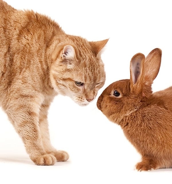 Кот или Кролик — кто вам больше по душе?