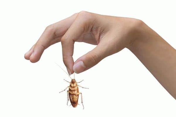 Как избавиться от тараканов навсегда: заговоры