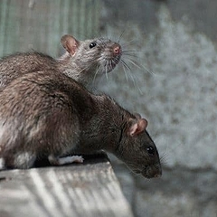 Заговоры против крыс и мышей: избавляемся от грызунов с помощью магии