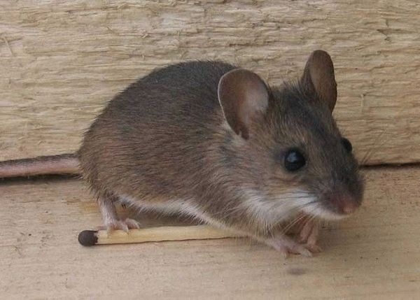 Заговор от мышей